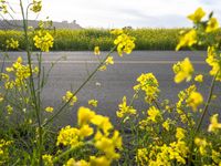 California's Rural Landscape: A Field of Yellow Flowers