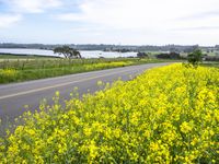 Rural Landscape in California: Gloomy Sky and Lush Vegetation