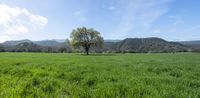 the big grass field has a lone tree in it's middle meadow and hills