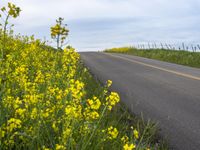 California Rural Landscape - Green Fields 001