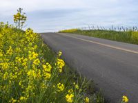 California Rural Landscape Green Fields 002