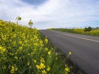 California Rural Landscape: Green Fields 003