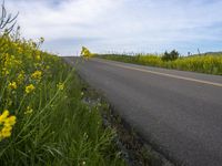 California Rural Landscape with Green Fields