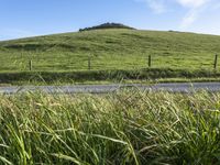 California's Rural Landscape: Green Pastures and Lush Fields