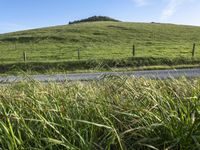 California's Rural Landscape: Green Pastures and Lush Fields