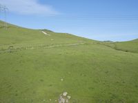 a pasture in the country with one horse and one cow looking at a distance with an electricity tower in the background