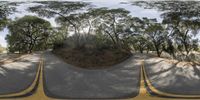 a split image is being taken from an upside down mirror image of the road and trees