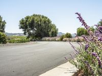 Rural Landscape in California: A Spring Flower Garden