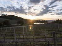 California Rural Landscape at Sunrise