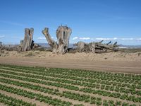 California's Rural Landscape: Trees and Fields