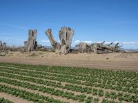 California's Rural Landscape: Trees and Fields