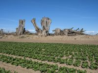 California's Rural Landscape: Trees and Fields