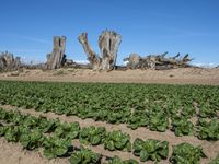 California's Rural Landscape: Trees and Fields