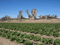 California's Rural Landscape: Trees and Fields