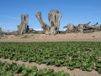 California's Rural Landscape: Trees and Fields