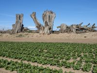 California's Rural Landscape: Trees and Fields