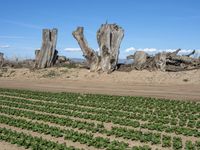 California's Rural Landscape: Trees and Fields