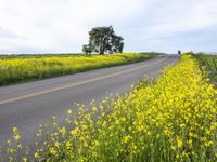 California Rural Landscape: A Yellow Field