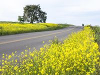 California Rural Landscape: A Yellow Field