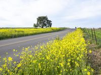 California Rural Landscape: A Yellow Field