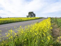 California Rural Landscape: A Yellow Field