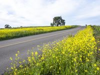 California Rural Landscape: A Yellow Field