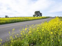 California Rural Landscape: A Yellow Field