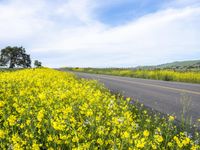 California Rural Road in Gloomy Spring