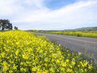 California Rural Road in Gloomy Spring