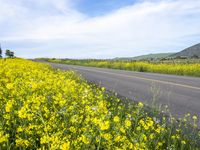 California Rural Road in Gloomy Spring