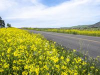 California Rural Road in Gloomy Spring