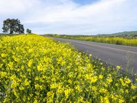 California Rural Road in Gloomy Spring