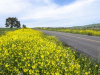 California Rural Road in Gloomy Spring