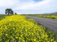 California Rural Road in Gloomy Spring