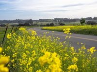 a road that is next to the grass with yellow flowers growing on it and a yellow car going down the road