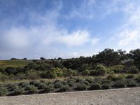 California Rural Valley Vineyard Landscape 001