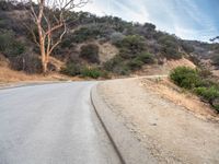 a road with many bushes and trees on top of it and a person walking on the side of a road