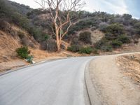 a road with many bushes and trees on top of it and a person walking on the side of a road