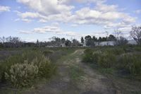 a dirt road with a view of the water behind it and bushes around it with grass on both sides and trees on the other side
