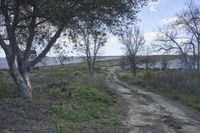 a dirt road with a view of the water behind it and bushes around it with grass on both sides and trees on the other side