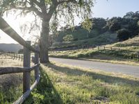 a wooden fence surrounds an empty road and a large oak tree in the background with grass all around