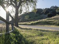 a wooden fence surrounds an empty road and a large oak tree in the background with grass all around