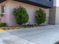 a sidewalk with two bushes and some trees on the side of it next to an entranceway