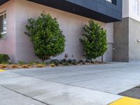 a sidewalk with two bushes and some trees on the side of it next to an entranceway