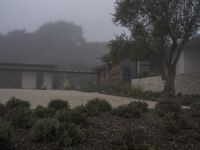 A Suburban Home in California: Surrounded by Trees in the Neighborhood