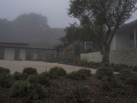 A Suburban Home in California: Surrounded by Trees in the Neighborhood