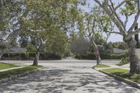 California Suburban Landscape: A Road Lined with Trees