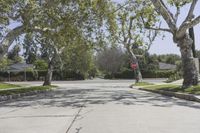 California Suburban Landscape: A Road Lined with Trees