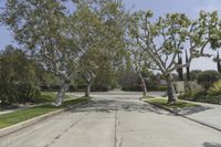 California Suburban Landscape: A Road Lined with Trees