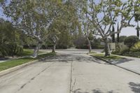 California Suburban Landscape: A Road Lined with Trees